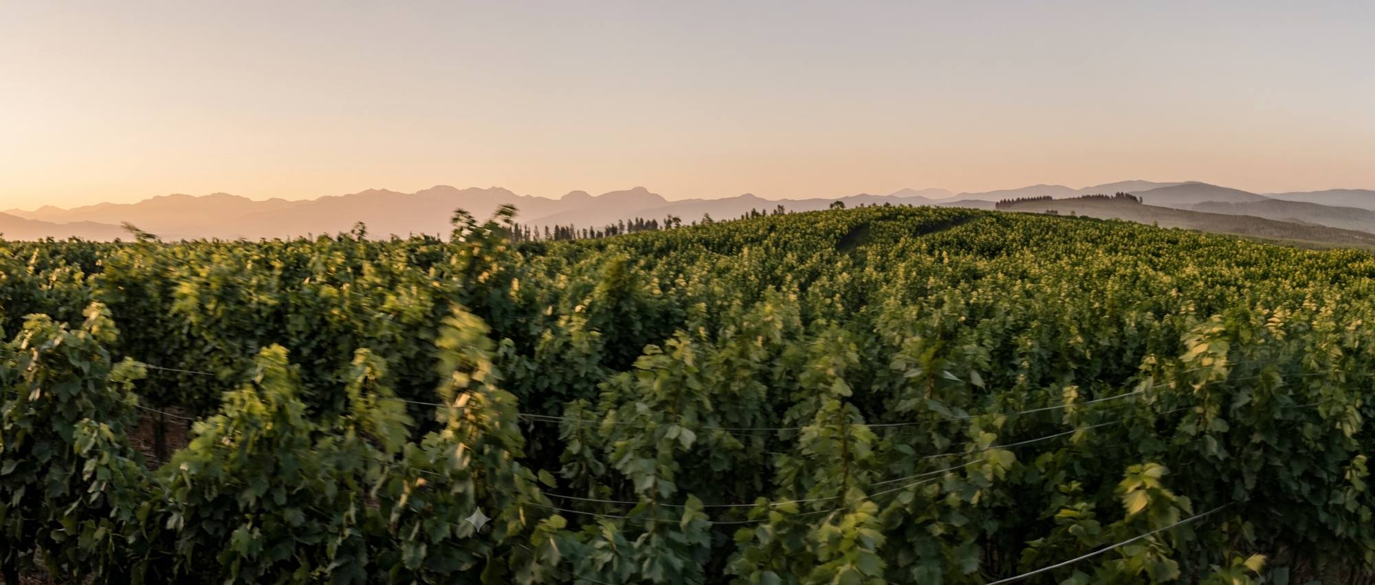 Viñedo propio de Corbeau Wines en Mendoza durante la vendimia